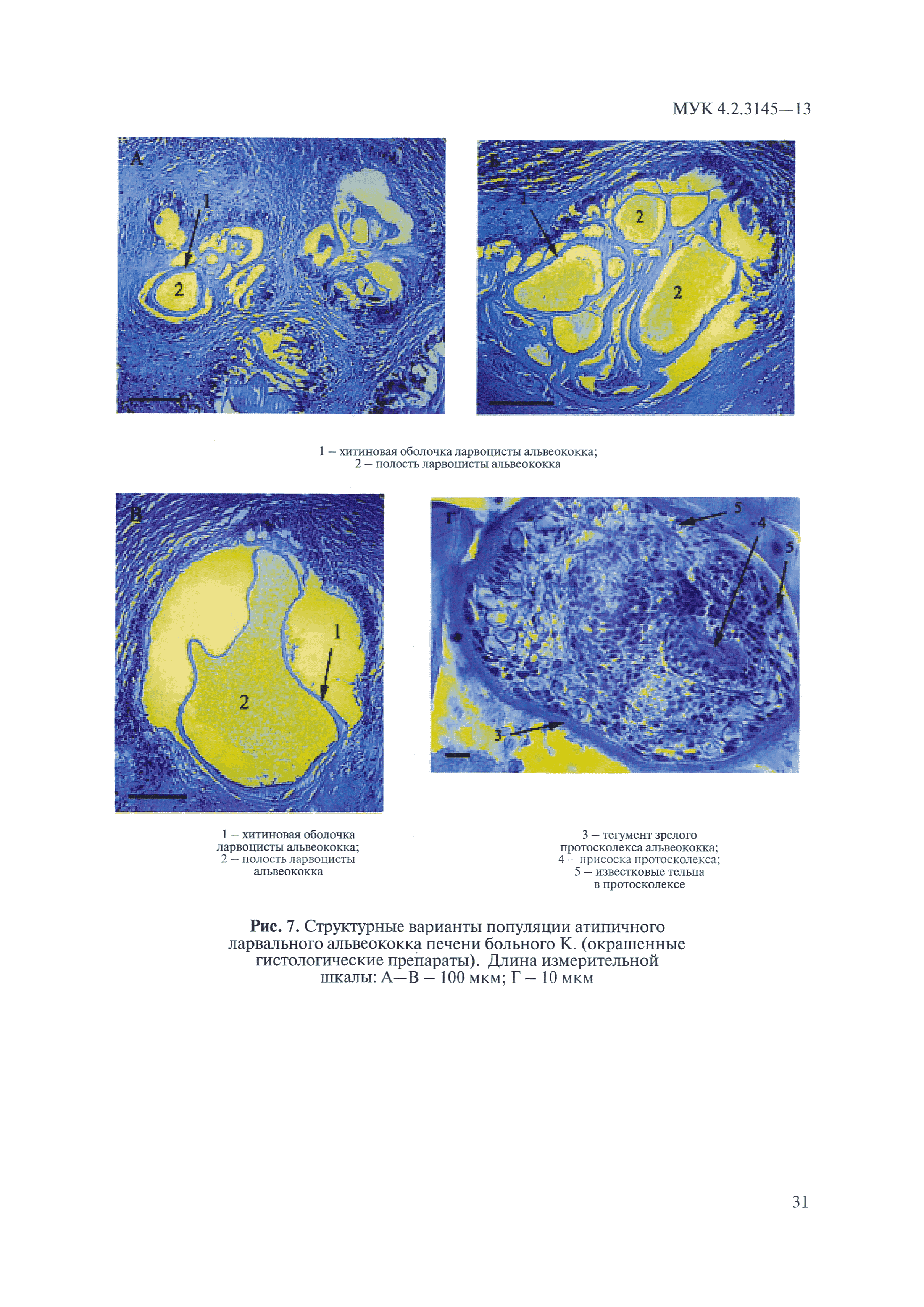 МУК 4.2.3145-13